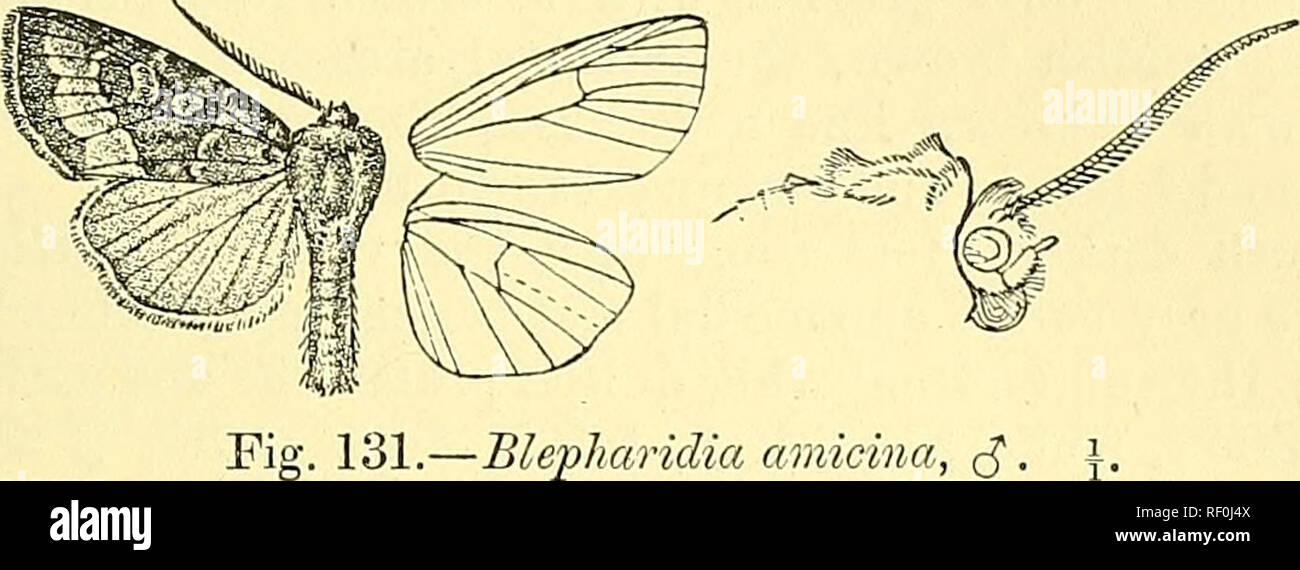 . Catalogue of the Lepidoptera Phalaenae in the British Museum. Moths ...