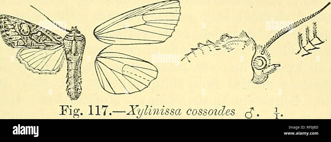 . Catalogue of the Lepidoptera Phalaenae in the British Museum. Moths; Lepidoptera. XTLIKISSA. ANTITTPE. 357 rather oblique quadrate orbicular, which is open above and below; an oblique black striga in cell before the antemedial line which is indistinct, oblique from costa to submedian fold, then angled inwards on vein 1 ; reniform defined by black, large, and extending well below the cell; postmedial line oblique from costa to vein 6, then inwardly oblique and dentate ; the veins of terminal area 'streaked. with black ; a subterminal series of whitish striae with black striae on their outer s Stock Photo
