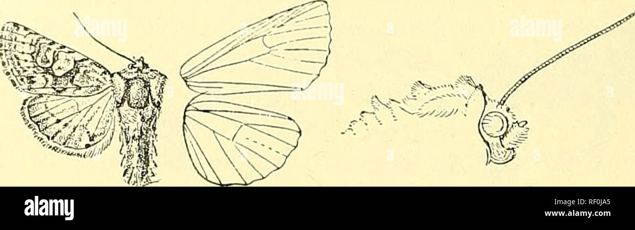 . Catalogue of the Lepidoptera Phalaenae in the British Museum. Moths; Lepidoptera. 346 NOCXUID^. 2517- Eiimichtis photopMla. Miana 2)liotophila, Butl. Trans. Ent. Soc. 1882, p. 120 (5). Mianamargarita, Butl. Trans. Ent. Soc. 1882, p. 121 (,-5'). Head and thorax purplish grey-brown mixed with fuscous and often with olive-green; tarsi black with pale rings ; abdomen brownish grey mixed with dark brown. Fore wing purplish grey- brown more or less tinged in parts with olive-green ; the costa. Fig. 111.—Hmnichtislyliotojyliila, ^. . with series of black striae ; a short subbasal black streak abov Stock Photo
