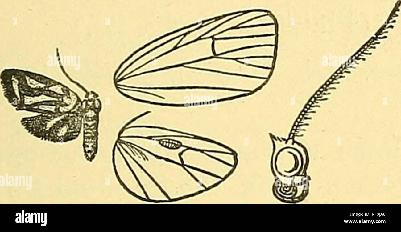 . Catalogue of the Lepidoptera Phalaenae in the British Museum. Moths; Lepidoptera. DARANTASIA-. 273 570. Darantasia cuneiplena. Damntasia oimeiplena, Wlk. Joura. Lian. Soc, Zool. iii. p. 186 (1859); Swiali. Oat. Het. Mus. Oxon. p. 99, pi. iii. f. 17; Kirby, Cat. Het. p. 299. Ammatko hieroglyphka, Butl. Trans. But. Soc. 1877, p. 343; Kirby, Cat. Het. p. 309. tS . Black; palpi, frons, tegulse, patagia, a patch on metathorax, and greater part of legs orange ; abdomen with orange bands on dorsum at base and towards extremit}', and the ventral surface orange. Fore wing with short orange streaks fr Stock Photo