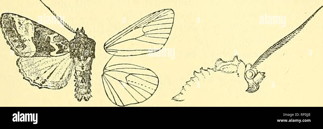 . Catalogue of the Lepidoptera Phalaenae in the British Museum. Moths; Lepidoptera. EUPLBXIA. 221 2998. Euplexia pectinata. Euplexia pectinata, &quot;Warr. P. Z. S. 1888, p. 308; Hinpsn. 111. Het. B. M. viii. p. 14, pi. 143. f. 4 ; id. Moths Ind. ii. p. 222. Head and thorax fuscous black mixed with a few white scales, the metathoracic crest tipped with white ; antennae with the basal joint white, the shaft ringed with white; tarsi ringed with white ; abdomen fuscous mixed with white, the crests tipped with white. Fore wing fuscous black, the basal area with some rufous in and below cell; subba Stock Photo