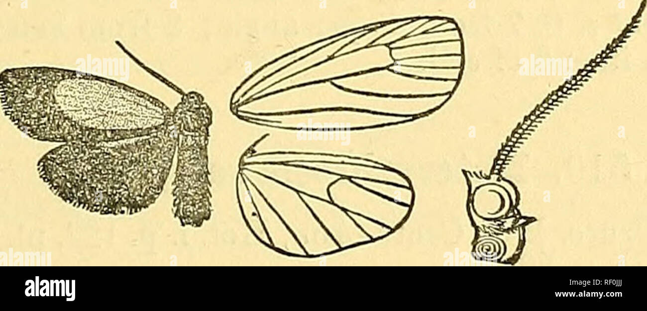 Ameca Insect Ameca meca hi-res stock photography and images - Alamy