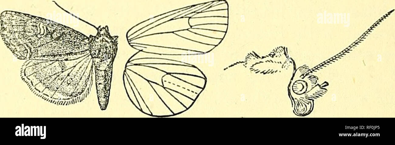 . Catalogue of the Lepidoptera Phalaenae in the British Museum. Moths; Lepidoptera. 226 NOCTTJID^. Sect. II. Antennae of male ciliated. 2374. Hilliairis. Noctua iris, Zett. In8. Lapp. p. 941 (1840); Staud. Oat. Lep. pal. p. 205. Noctua crasis, Herr.-Schaff. Eur. Schmett. ii. p. 361, Noct. ff. 134, 139 (1845); Smith, Cat. Noct. N. Am. p. 147. Orthosia semisigna, Wlk. xi. p. 748 (1857). Agrotis erdmanni, Moscbl. Stett. ent. Zeit. xxxv. p. 158 (1874). Hadena senescens, Grote, Can. Ent. x. p. 235 (1878). Hcidena vigilans, Grote, Bull. Gaol. Surr. iv. p. 176 (1878). Orthosia schildei, Staud. Eom. M Stock Photo