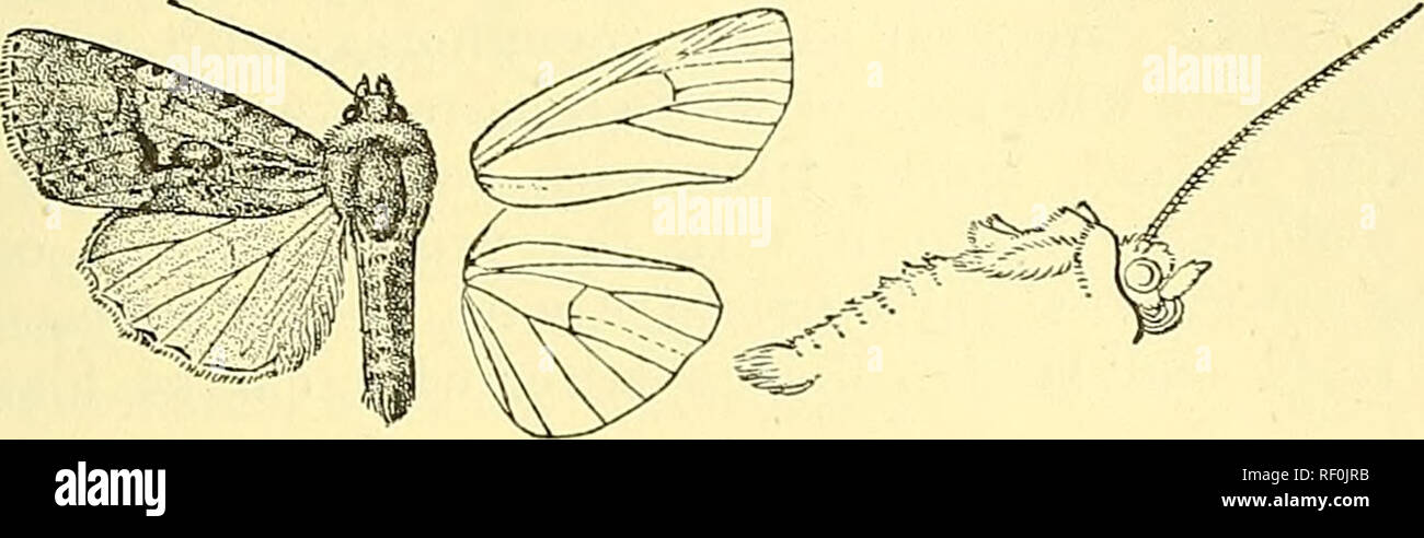 . Catalogue of the Lepidoptera Phalaenae in the British Museum. Moths; Lepidoptera. EDPLEXIDIA. CHECrPA. Ill Fore wJDg pale rufous suffused in parts with violaceous, sparsely irrorated with black, the costal area irrorated with pale yellow ; subbasal line represented by black stride from costa and cell defined by yellowish on outer side; antemedial line with black striga from costa, then indistinct, diffused, interrupted, oblique to above inner margin where it is angled outwards; claviform large, strongly defined by black and Avith black streak from its lower extremity to a blaclv luniile belo Stock Photo