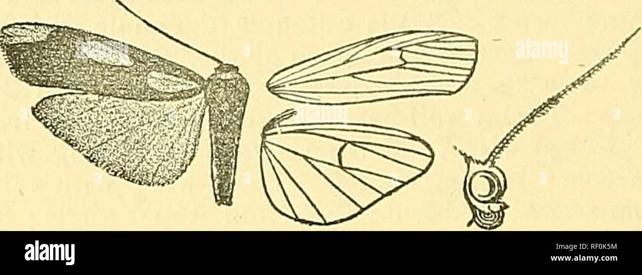 . Catalogue of the Lepidoptera Phalaenae in the British Museum. Moths; Lepidoptera. 182 ARCTIAD^. 375. Monotaxis trimaculata, n. sp. 5 . Head and thorax blue-black; palpi, frons, tegulse, and base of patagia orange; legs orange and blue-black; abdomen orange^. Fig. 99.—Monotaxis trimaculata, 5. . the dorsal surface dull blue-black except at extremity. Fore wing blue-black, with a large subbasal wedge-shaped orange spot in and below cell; an elliptical spot in end of cell, and a somewhat quadrate elongate spot on apical part of costa ; cilia yellow towards tornus. Hind wing orange-yellow. Hah. Stock Photo