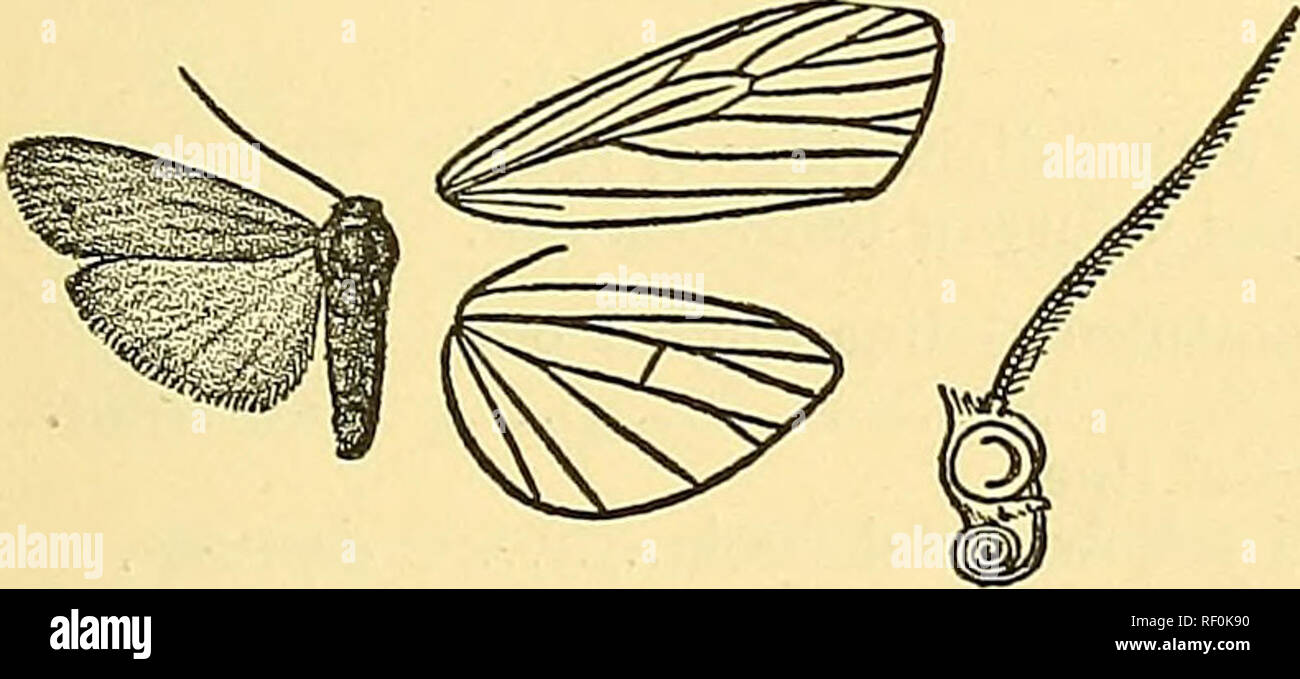. Catalogue of the Lepidoptera Phalaenae in the British Museum. Moths; Lepidoptera. ILEMA. 143 d. Fore wing of male without fringe of scales in cell. a^. Fore wing with postmedial line and subterminal dark streaks on the veins nebulosa. b^. Fore wing without markings ct^. Hind wing thickly clothed with orange-yellow scales repleia. b-. Hind wing pale, thinly scaled aurifltia. 279. Ilema nebulosa. Lithosia nehdosa, &quot;Wlk. Journ. Linn. Soc, Zool. vi. p. 106 (1862); Swinh. Cat. Het. Mus. Oxon. p. 127, pi. iv. f. 18 ; Kirby, Cat. Het. p. 320. S . Orange-yellow; abdomen greyish towards base. Po Stock Photo
