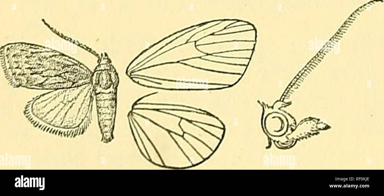 . Catalogue of the Lepidoptera Phalaenae in the British Museum. Moths; Lepidoptera. 46 AECTIAD^. 94. Nola anlacote. (Plate XIX. fig. 21.) Sorocostia aulacota, Mevr. P. Linn. Soc. N. S. W. (2) i. p. 722 (1886); Kirby, Cat. Het. p. 377. c5&quot;. Head, thorax, and abdomen white ; palpi brownish at sides; shoulders brownish. Fore wing w^hite suffused with pale brown ; the tufts of scales near base and at middle and upper angle of cell rather small; a black streak on subcostal nervure ; the antemedial line very acutely angled in cell, then rather indistinct; the post- medial line very oblique and  Stock Photo