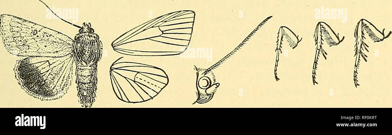 . Catalogue of the Lepidoptera Phalaenae in the British Museum. Moths; Lepidoptera. CHLORIDEA. 45 56. Cliloridea armigera. Noctua armigera, Hixbn. Samml. Eur. Schmett., Noct. f. 370 (1827); Dup. Lep. Fr. vii. p. 119, ff. 6, 7; Drace, Biol. Oentr.-Am., Het. i. p. 299; Hmpsn. Moths Ind. ii. p. 174; Staud. Cat. Lep. pal. p. 222; Smith, Cat. Noct. N. Am. p. 270. Heliothispulverosa, Wlk. xi. 688 (18.57). Heliothis conferta, Wlk. si. 690 (1857). ThalpofUla ruhrescens^, Wlk. xv. 1681 (1858). Heliothis uniformis, WUgrn. Wien. ent. Mon. iv. p. 171 (I860). Heliothis punctigera, WUgrn. Wien. ent. Mon. iv Stock Photo
