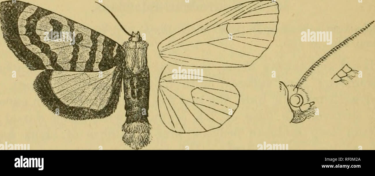 . Catalogue of the Lepidoptera Phalænæ in the British museum. Moths. 494 NOCTUID^. Genus DAPH^NURA. Type. JDaphmmm, Butl. A. M. N. H. (5) ii. p. 457 (1878) fasciata. Proboscis fully developed ; palpi porrect, extending to well beyond frons, the 2nd joint clothed with long hair, the 3rd moderate ; Irons smooth ; eyes large, round ; antenna of male minutely serrate and fasciculate ; thorax clothed with long rough hair only and without crests ; tibia^ clothed with rough hair ; abdomen clothed with rough hair and without crests, the male with tufts of long hair from the basal stigmata, the clasper Stock Photo