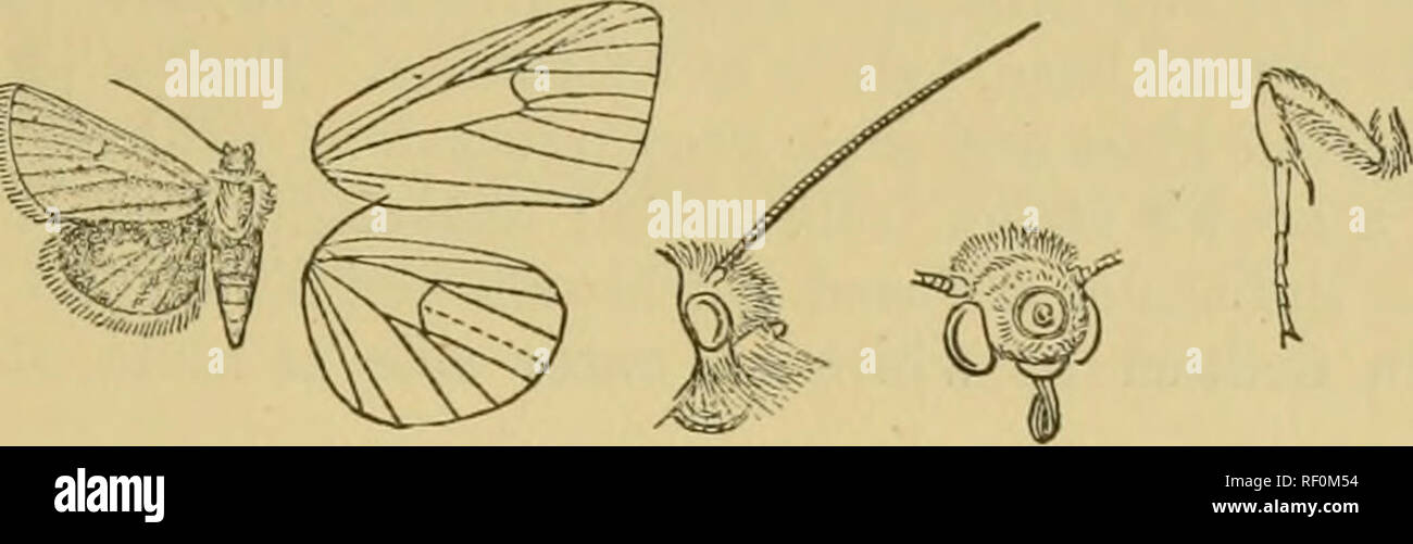 Hind Smith Stock Photos Hind Smith Stock Images Alamy