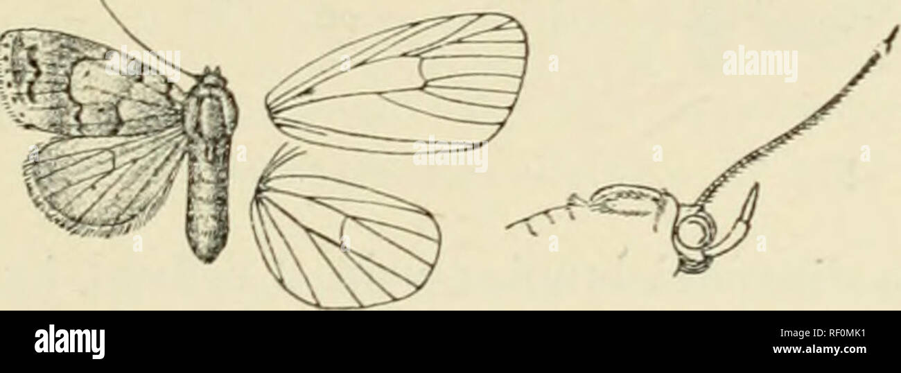 . Catalogue of Lepidoptera Phalaenae in the British Museum. Supplement. Moths. HESPEROTIIRTl'A. 22; Genus HESPEROTHRIPA, nov. Type, H. (licywa. Proboscis fully devflnperl; palpi upturned, the 2iid joinh reaching to above verfex of head and rather slenderly scaled, the 3rd long; frons smooth ; eyes large, round; antennre of female minutely ciliated; thorax clothed almost entirely with scales and without crests ; tibite slightly fringed with hair ; abdo- men with dorsal crest at base only. Fore wing with the apex rounded, the termen evenly curved and not crenulate ; veins 3 and 5 from near angle Stock Photo