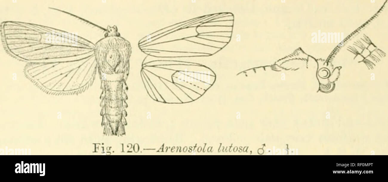 . Catalogue of Lepidoptera Phalaenae in the British Museum. Moths. 282 NOCTVID-E. costnl half iiroratod with black, some black points on tcrmon from apex to (liscal fold.. Hah. Britain, Leech Coll.; Germany, Zeller and Frej* Colls.; Austria ; Hungary ; Switzerland ; Rumelia ; Sweden ; Eussia ; W. Turkestan, Saisan, Iss}k-Kul; E. Siberia, Ussuri. Exp. 40- 54 millim. Larva. Meyr. Brit. Lep. p. 119; Barrett, Lep. Bi-it. v. p. 117, pi. 199. f. 1. Whitish ochreous tinged with pink; head pale red-brown. Food- plant, in stems of Phraymites. 3-6. Sect. II. Antenna; of male minutely ciliated. A. Fore w Stock Photo