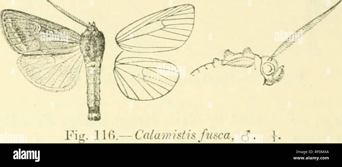 . Catalogue of Lepidoptera Phalaenae in the British Museum. Moths. L'74 xocrriD.T:. 4GGG. Calamistis fusca. Sc!&lt;amia/u.sca. Hmpsn. Ann. S. Air. Mus. ii. p. &quot;206 (190&quot;2). Hcail find tliorax red-brown mixed with dark l)rovn ; tarsi dark brown with jiale rings ; abdomen oelireous tinged with red-brown. Foro wing rcd-bro-wii suffused with dark brown ; traees of a curved dark nntemcdial line; orbicuhir and reniform small, ochreous with verv slight whitish annuli detiued by l)lack, the former rather oblifiuo and produced at lower extremity; an indistiiict blackish jtostmedial line, obl Stock Photo