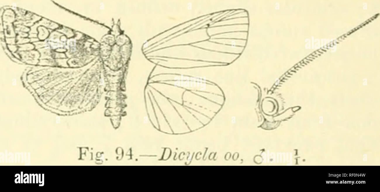 . Catalogue of Lepidoptera Phalaenae in the British Museum. Moths. 234 nocuiim:. 4UiÂ», Dicycla oo. iSotiiht/x oo, Linn. Syst. Nat. ed. x. p. oDT (IT.'S); Jâ ;^|, SL-lnnett. iii. pi. 71. fF. 2-5; J)up. Ltp. fr. vi. p. 174. pi. J^4. iV. 2, 3 ; Cfeycr, Knr. tii-l'inett . Noct. f. 867: Frr. Neue Beitr. pi. 4r&gt;4 ; Steph. Ill.'Biit. Ent., JluuM. iii. p. .V.I; Slaiid. Cat. Lcp. pal. p. &quot;iOci. yoctuit J'erriHihiago, lliibn. Eur. Schinett., Xoct. f. 195 (18U-). yocltta re lingo, Hiivv. Lep. Brit. p. '1'6S (18U'J). Diri/rla shlphurca. Sliiud. Cat. Lcj). pal. p. 1:0.&quot; (1901). Dicycla grit^c Stock Photo