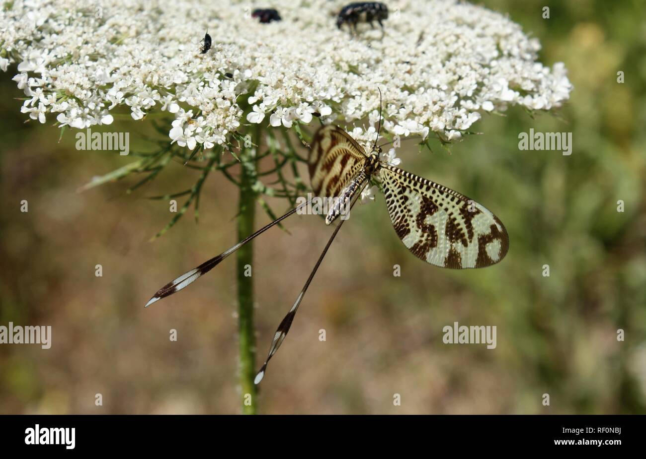 Nemoptera bipennis Stock Photo