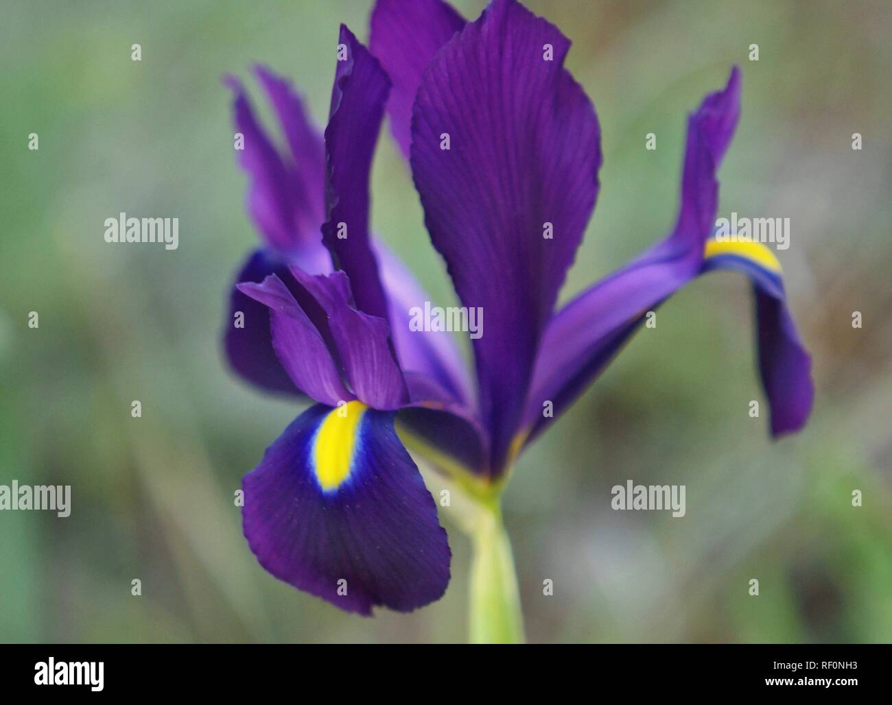 Iris filifolia Stock Photo