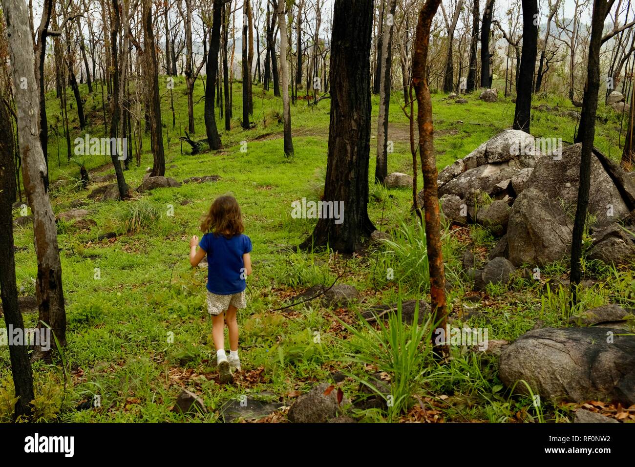 Child walking through green grass in the regrowth of a eucalyptus forest after a fire, Mia Mia State Forest, Queensland, Australia Stock Photo