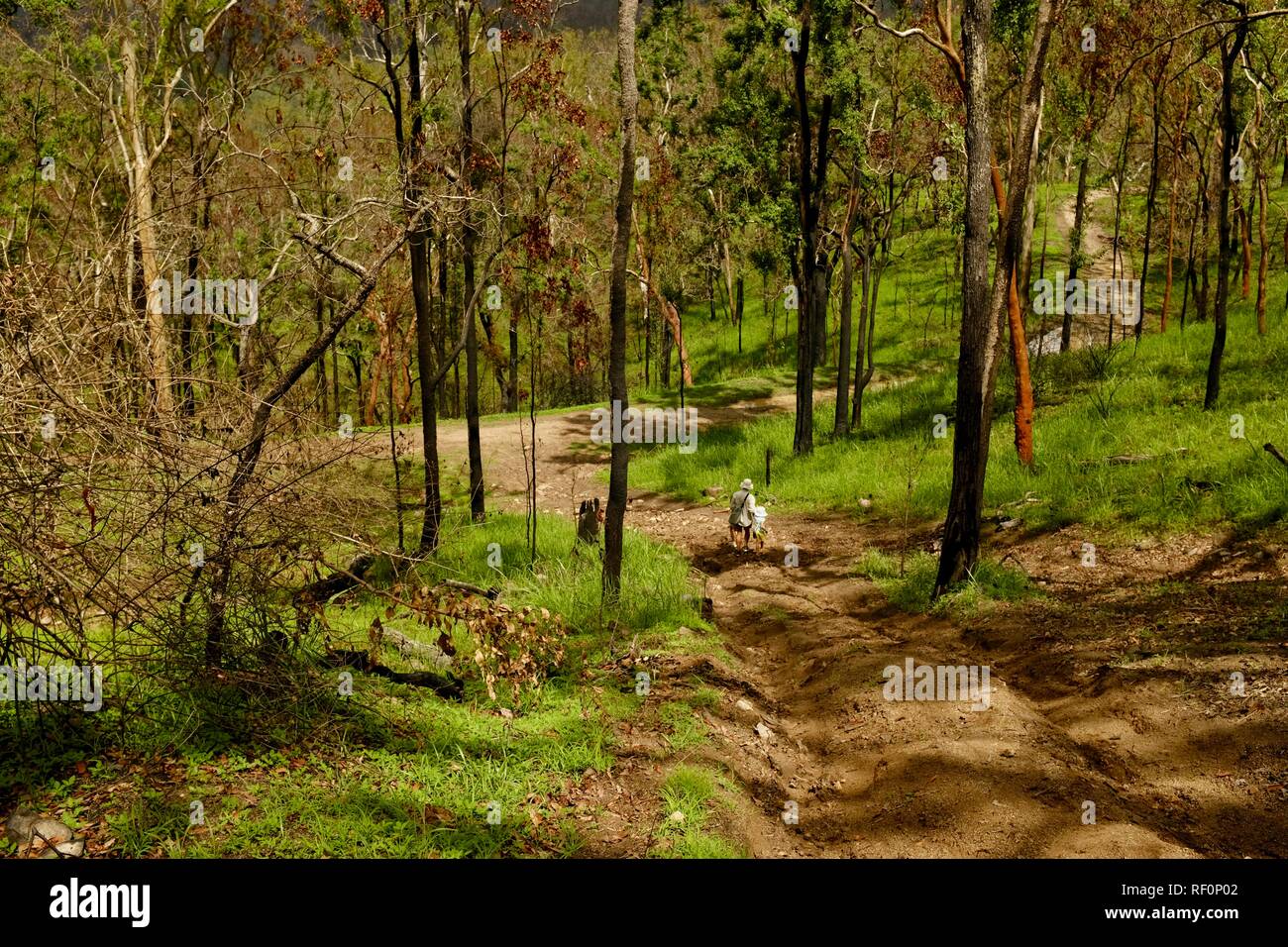 Father and daughter walking down a steep hill, Mia Mia State Forest, Queensland, Australia Stock Photo