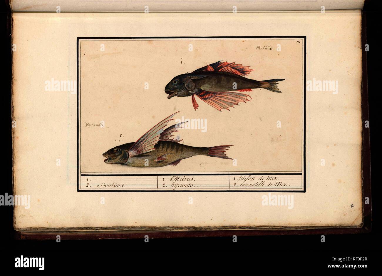 Rode poon (Chelidonichthys lucerna) en vliegende vis (Exocoetidae). 1. 2. Swaluwe / 1. Milvus 2. hyrundo. / 1. Milan de mer 2. hirondelle de Mer (title on object). Draughtsman: Anselmus Boëtius de Boodt. Draughtsman: Elias Verhulst. Dating: 1596 - 1610. Place: Praag. Measurements: h 161 mm × w 271 mm. Museum: Rijksmuseum, Amsterdam. Stock Photo