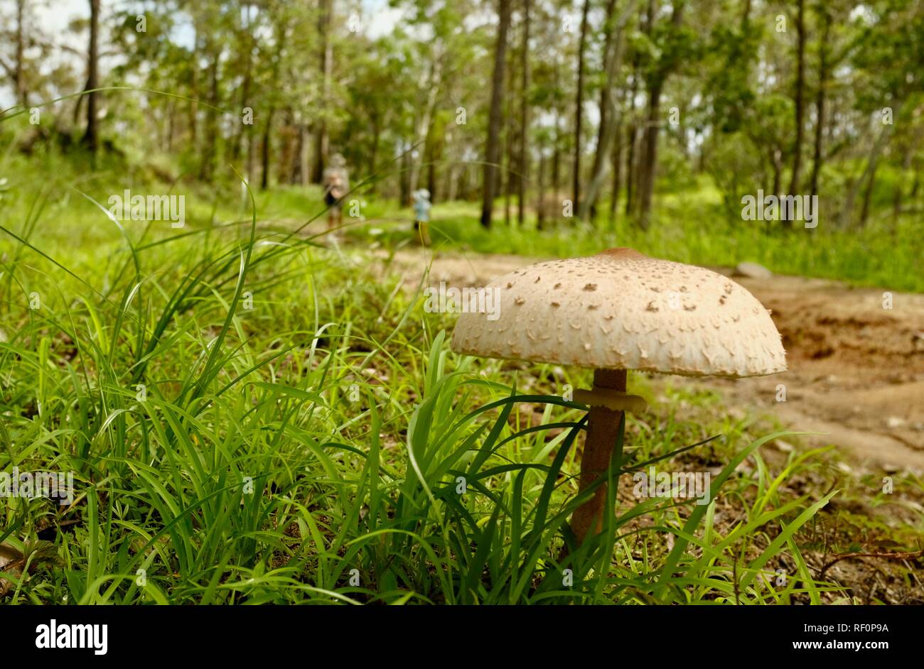 A toadstool with people in the background in a forest, Mia Mia State Forest, Queensland, Australia Stock Photo