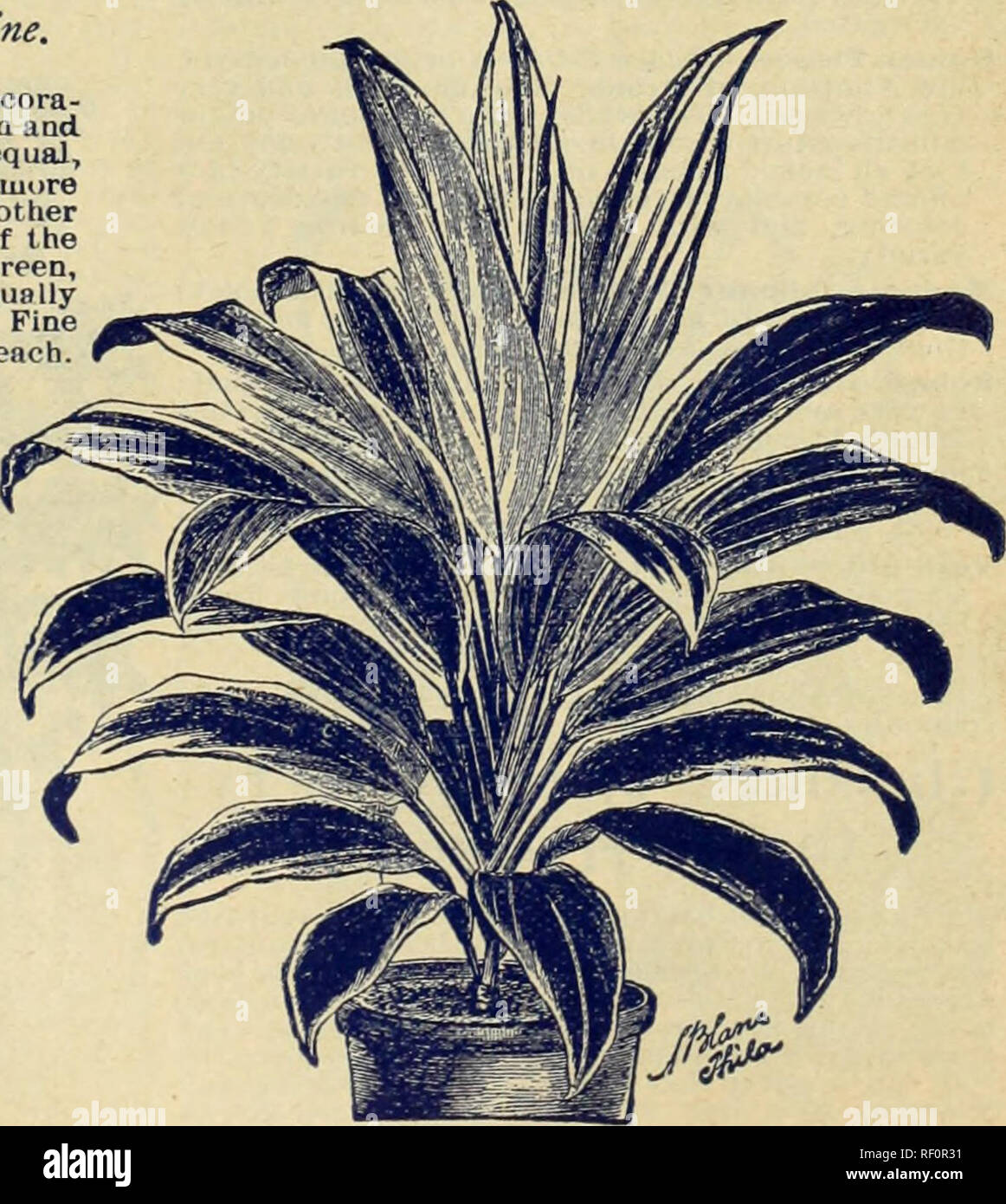 . Catalogue of rare Florida flowers and fruits : season of 1893. Nurseries (Horticulture) Florida Catalogs; Flowers Catalogs; Plants, Ornamental Catalogs. PANDANUS DTILIS. Gooptie, OP X^n^i^ iPt^^&quot; rifolia. This strikingly beautiful and interesting Cycad, a native of the extreme southern part of this state, is something between a Palm and a Fern, but is neither, and is of extreme stateliness and beauty. The leaves are pinnate and Palm-like, but coiled in the bud like Ferns, and retain their beauty for some years. The beautiful and interesting flower-head is like a pine cone in shape, appe Stock Photo