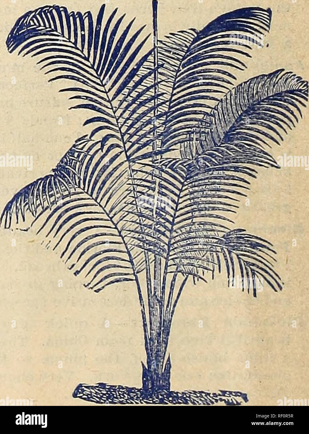 . Catalogue of rare Florida flowers and fruits : season of 1893. Nurseries (Horticulture) Florida Catalogs; Flowers Catalogs; Plants, Ornamental Catalogs. ]3iooi) Edale. This is in reality a Cycad, but is so closely related to the Palms that we give it a place here. It is a very curious and at the same time a very beautiful plant, and forms one of the most noble objects in a collection of ornamental-leaved plants. Leaves a light bluish-green, clothed at the base with white wooly hairs; in shape they are much like a Fern-leaf, but In texture very firm and remain on the plant for years. Thrives  Stock Photo