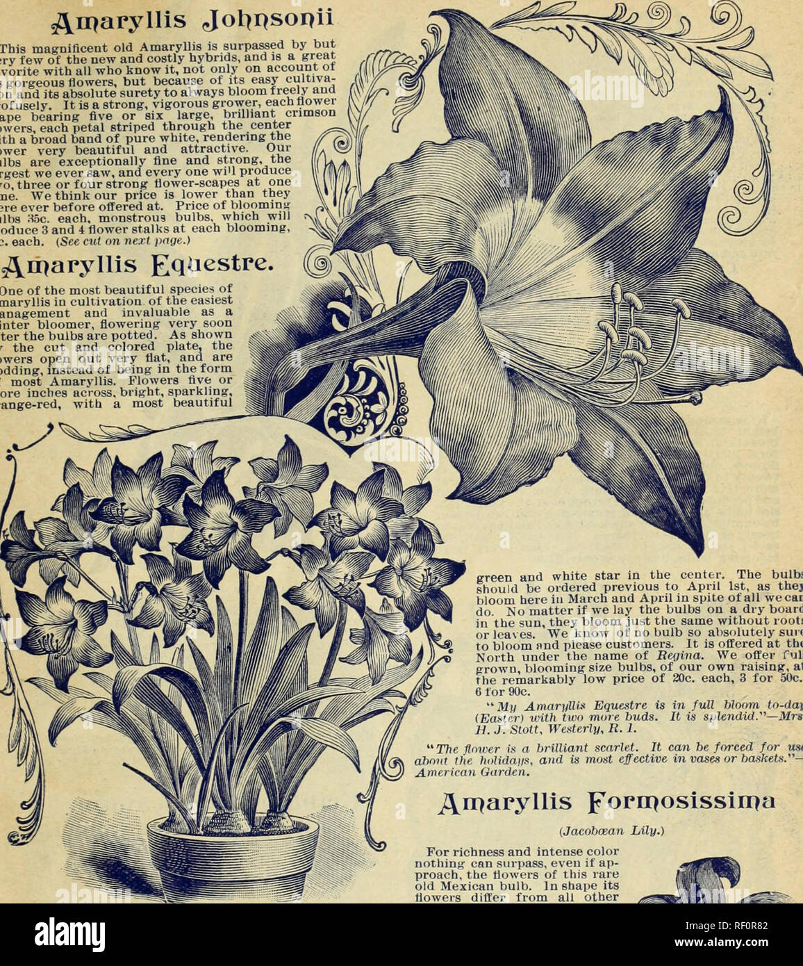 Catalogue of rare Florida flowers and fruits : season of 1893. Nurseries  (Horticulture) Florida Catalogs; Flowers Catalogs; Plants, Ornamental  Catalogs. Catalogue of Rare Florida Flowers and Fruits for 1893. 33.  c^n^aryllis