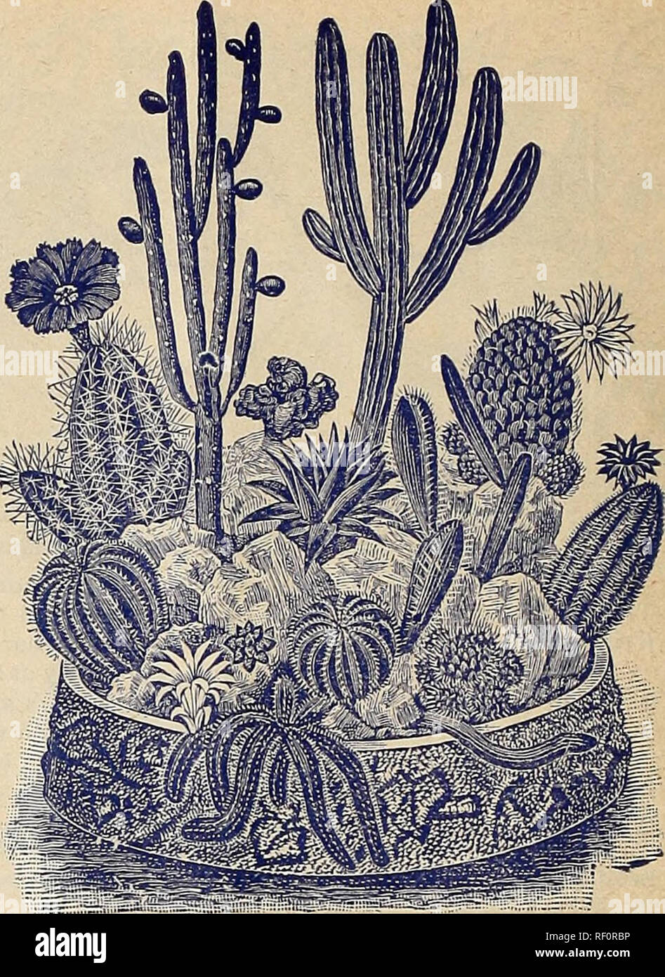 Catalogue of rare Florida flowers and fruits : season of 1893. Nurseries  (Horticulture) Florida Catalogs; Flowers Catalogs; Plants, Ornamental  Catalogs. CACTUS ROCKERY FOR THE WmDOW. stock of Cereus Grandiflorus, The  roots