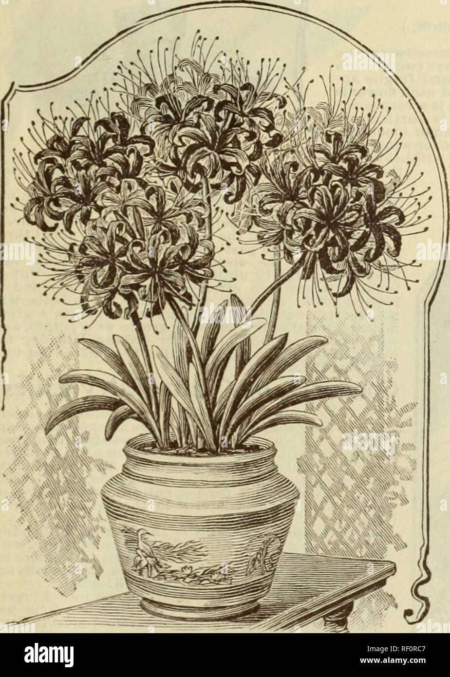 . Catalogue of rare Florida flowers and fruits : season of 1894. Nurseries (Horticulture) Florida Catalogs; Flowers Catalogs; Plants, Ornamental Catalogs. I â KI . U M r E U U N C U L A T U M . Crinum Americanum. An evergreen species and of the easiest culture, is best grown as a jjot plant and can be wintered in the cellar if the soil is kept nearly dry. Its large, white, exquisitely fragrant, Lily-like flowers are i)roduced in an umbel and borne on a tall scape. A striking plant and far more beautiful than many of the high-priced Amaryllis, and in cultivation blooms several times a year. It Stock Photo