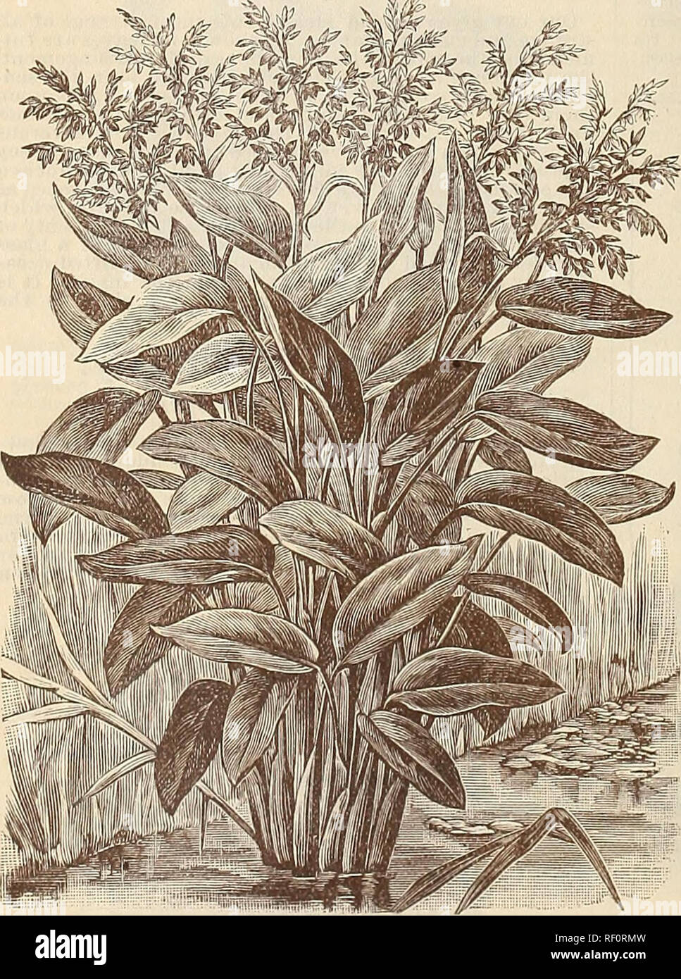 . Catalogue of rare Florida flowers and fruits : season of 1894. Nurseries (Horticulture) Florida Catalogs; Flowers Catalogs; Plants, Ornamental Catalogs. b. fUKfUREA. S. VARIOLARIS. S. RUBRA. S. FLAVA. GROUP OF PITCHER PLANTS. Sarracenia Psittacina.—A dwarf sort -with leaves two to four inches long, the ends shaped like a parrot's beak, marked with white spots and reticulated with purple veins. Very distinct. 1.5c. each. Sarracenia'Drummondii Alba. — An exceedingly beautiful and highly prized sort and so rare that we vvere requested to furnish specimens of it to the Botanic Garden at Cambridg Stock Photo