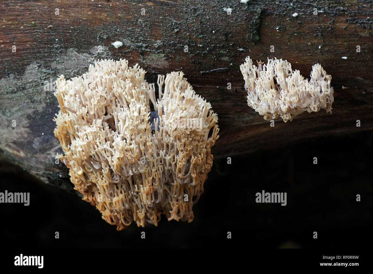 Artomyces pyxidatus, a coral fungus that is commonly called crown coral or crown-tipped coral fungus Stock Photo