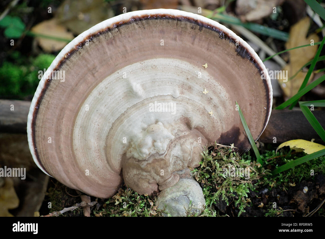 Fungi conk fruiting body hi-res stock photography and images - Alamy