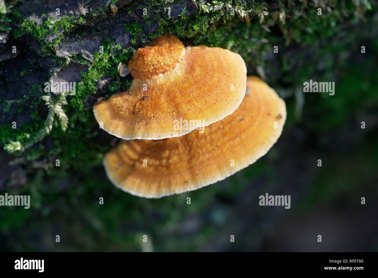 Orange polypore, Pycnoporus fulgens Stock Photo