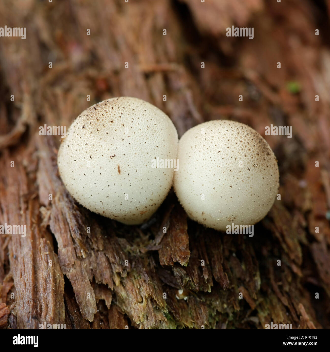 Lycoperdon pyriforme, commonly known as the pear-shaped puffball or stump puffball Stock Photo