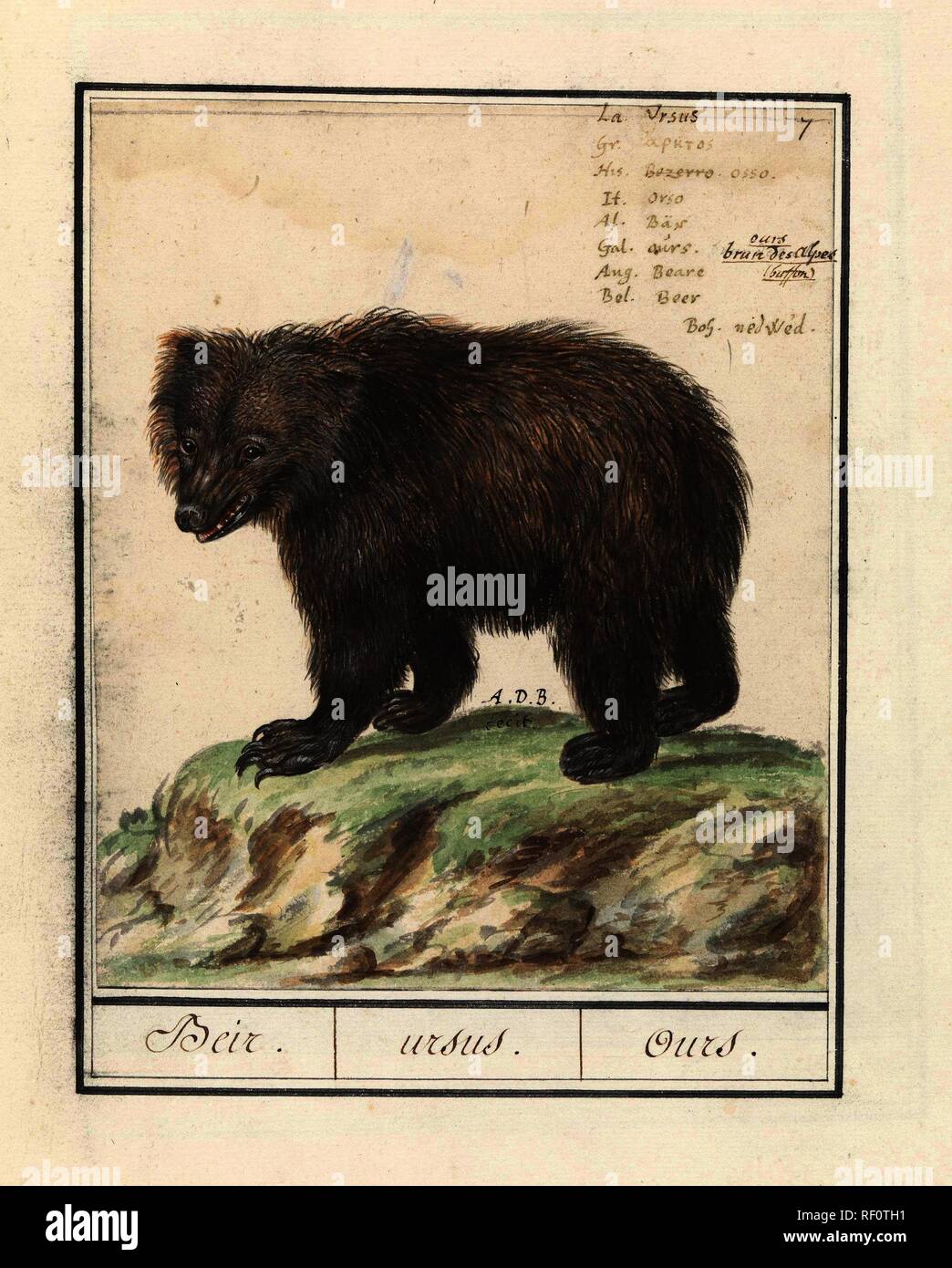 Kodiak dating