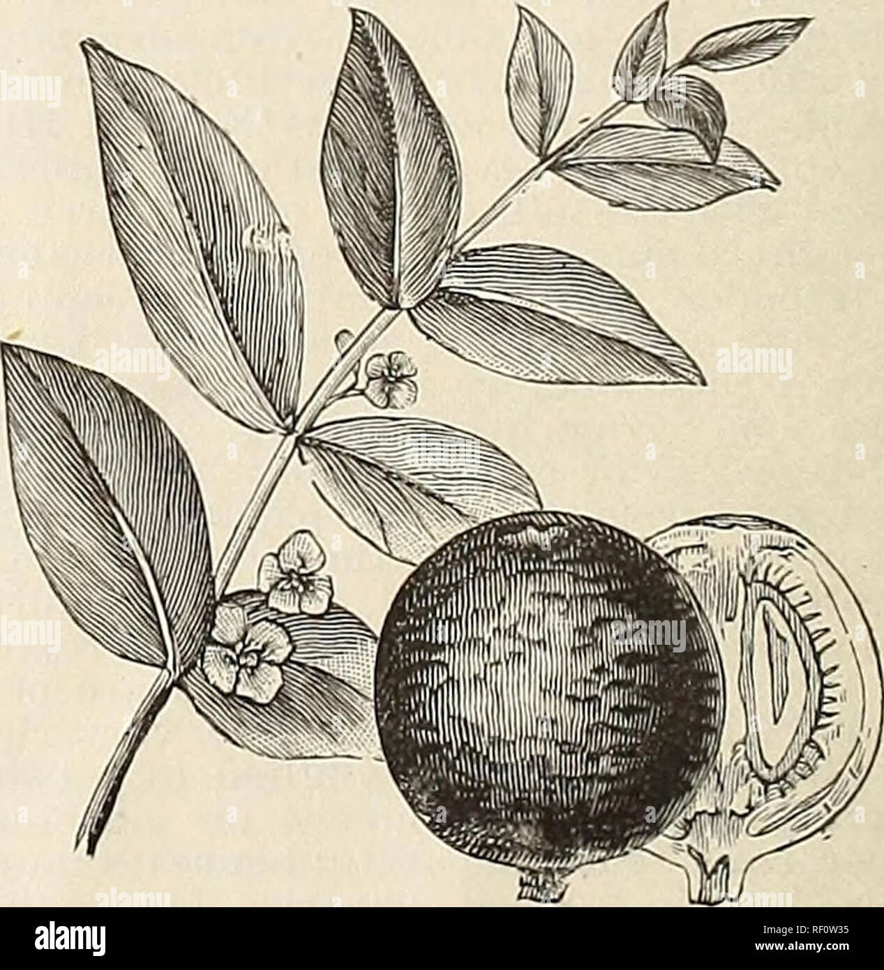 . Catalogue of the Palm and Citrus Nursery including tropical and semi-tropical fruit trees. Nurseries (Horticulture) California Santa Barbara Catalogs; Tropical plants Catalogs; Fruit trees Seedlings Catalogs. MARANTA. (Ui uaiueiUal Foliage.) MARANTA ARUNDINACEA. (Arrow Root.) A herbaceous plant resembling somewhat the Canna, to which family it belongs; the root furnishes the well known Bermuda Arrow-root. Native of South America. 50 cents each. MAMMEA AMERICANA. {The Mammee Apple.) A tall tree with a thick, spreading head, somewhat resembling the Magnolia; it is one of the fruits of the West Stock Photo