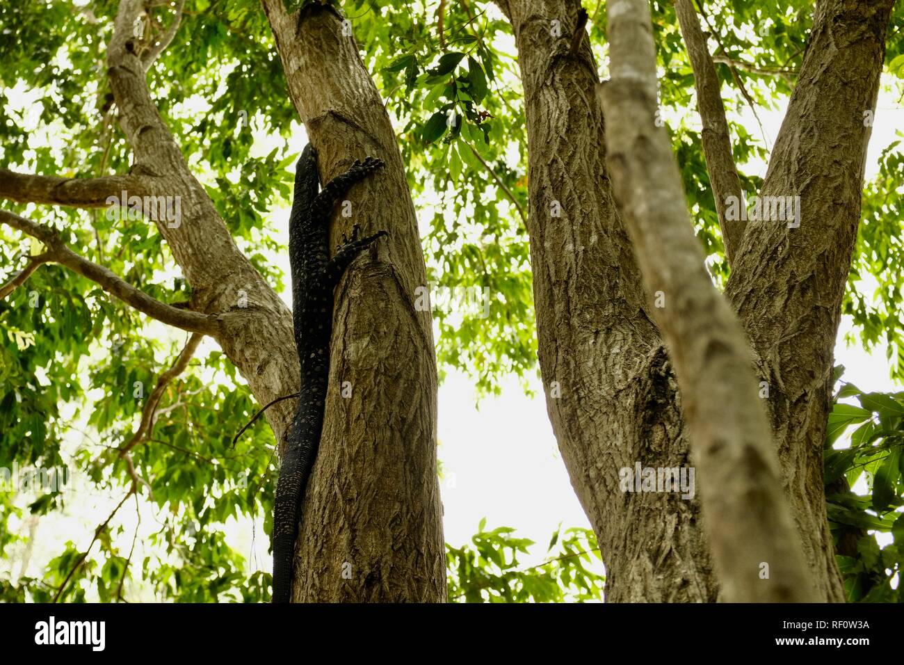 Goanna in a tree, Mia Mia State Forest, Queensland, Australia Stock Photo