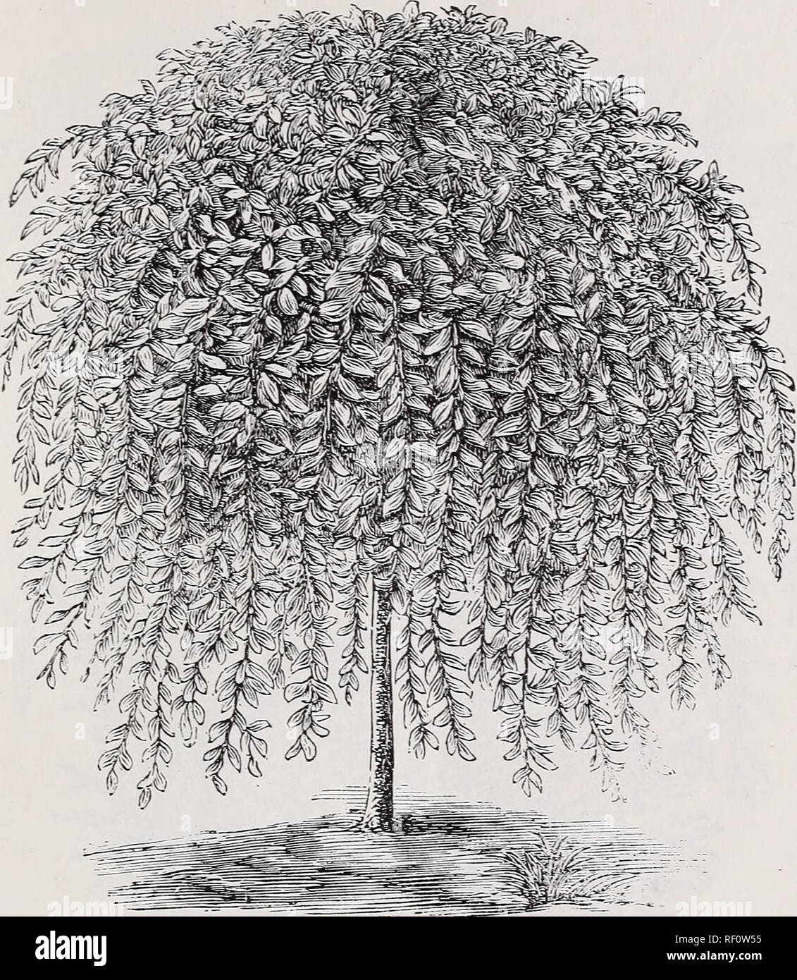 . Catalogue of ornamental trees &amp; plants. Nurseries (Horticulture) New Jersey Catalogs; Ornamental trees Catalogs; Ornamental shrubs Catalogs; Plants, Ornamental Catalogs. A. HAXCE &amp; SOX's CATALOGUE OF ORXAMEXTALS. 15. Salix Caprea Pendula. Kilmaknock Weeping Willow. Botanical Xame. SALIX Caprea Pendula Common Name. Willow, Kilmarnock &quot; Ten. Stand. Feet. Each. $1.00 &quot; &quot; '• &quot; strong 1.50 Succeeding admirably, as it does, in all soils, and forming a perfect umbrella-head without training, this tree has become vastly popular. Especially appropriate and in every way des Stock Photo