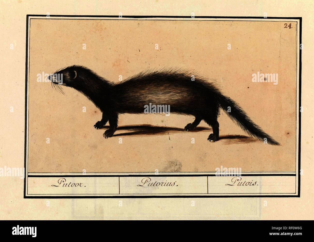 Bunzing Mustela Putorius Putoor Putorius Putois Title On Object Draughtsman Anselmus Boetius De Boodt Draughtsman Elias Verhulst Dating 1596 1610 Place Praag Measurements H 154 Mm W 267 Mm Museum Rijksmuseum Amsterdam Stock