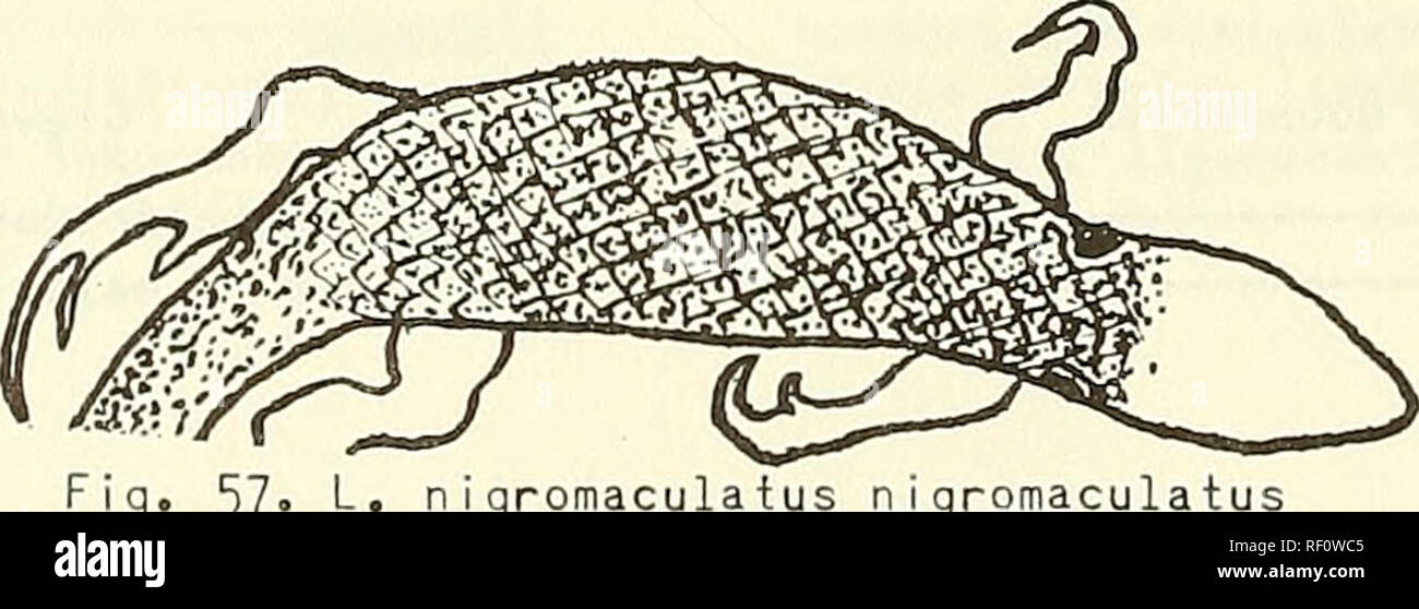 . Catalogue of the neotropical Squamata. Squamata; Reptiles. Fig, 55' L. n i gromaculatus zapallarens i s 6. Not as below (Figs. 58,5'^)- 7 Scales on sides of neck larger than dorsal neck scales; dorsally brown with two mid- dorsal dark lines (Fig. 57 l-n igromaculatus Fig. 56. k&gt; n i gromaculatus kuhlmann i No como el siguiente (Figs. 58,59) / Escamas laterales de los lados de la nuca mayores que las dorsales de la nuca; doi— salmente pardo con dos lineas dorsales oscuras (Fig. 57) n i gromaculatus. 57» k- n i gromaculatus n i gromaculatus. Please note that these images are extracted from  Stock Photo