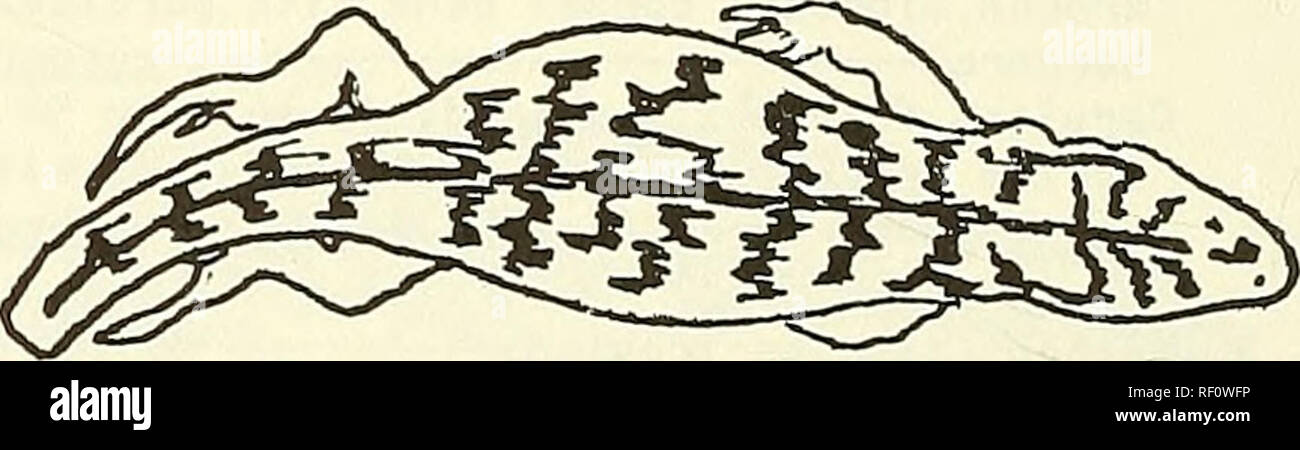 . Catalogue of the neotropical Squamata. Squamata; Reptiles. Fig. 31. L. darwini i 44.No como el siguiente 45 Dos hileras de manchas cuadriláteras a cada lado de las cintas paravertebrales; parche de escamas agrandadas en el borde femoral poste- rior (Fig. 31) darw i n i i 45.Banda dorsal pálida, con las cintas claras muy contrastadas por los flancos oscuros (juvenil) p i ctus Banda dorsal parda, flancos no más oscuros: cintas laterales apenas visibles (juvenil) paúl i nae 46.Diseño dorsal formado por barras transversales fusionadas en la región vertebral (Fig. 32)-47 Diseño dorsal formado por Stock Photo