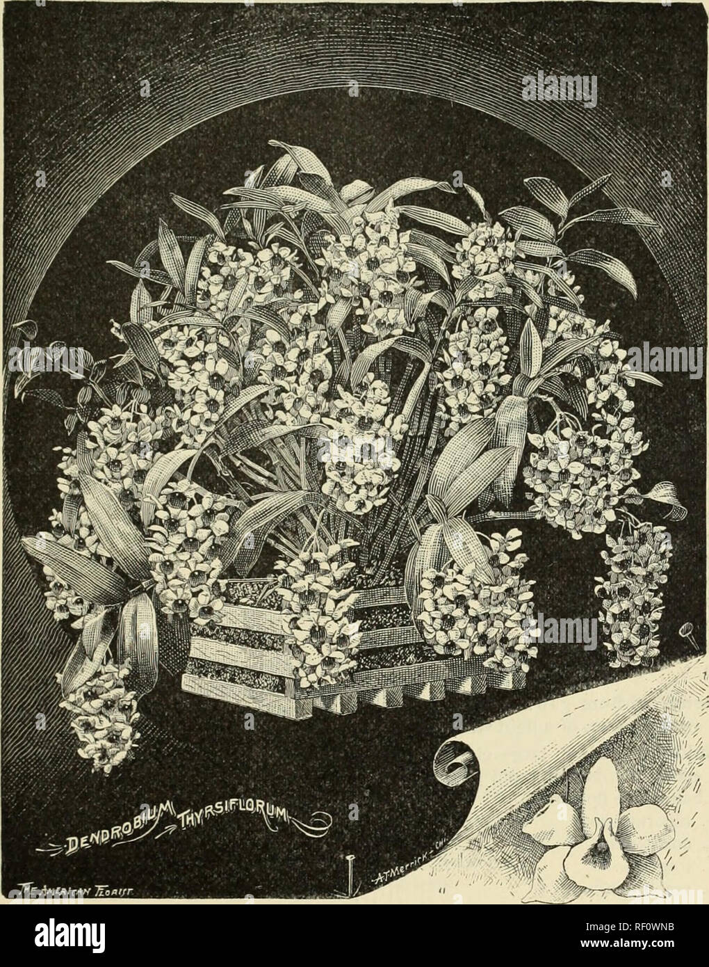 . Catalogue of orchids : orchids, palms and choice hothouse and greenhouse plants. Orchids, Catalogs; Plants, Ornamental, Catalogs; Commercial catalogs, New York (State), Utica. 9. CYPKIPEDIUM, Continued. C. venustum nigrum. C. Veitchii. C. vexillarium. C. villosum. C &quot; aurea. C. &quot; Lindeni. Cyrtopodium punctatum. Large grow- ing and handsome ; fine for intermedi- ate temperature. Dendrobiuin. A superb genus, con taining many very fine species. Manj are showy and fragrant; some are ever green in foliage. D. aggregatum. D. Ainsworthi. D. anosmum. D. Bensoniae. D. Brymerianum. D. calceo Stock Photo