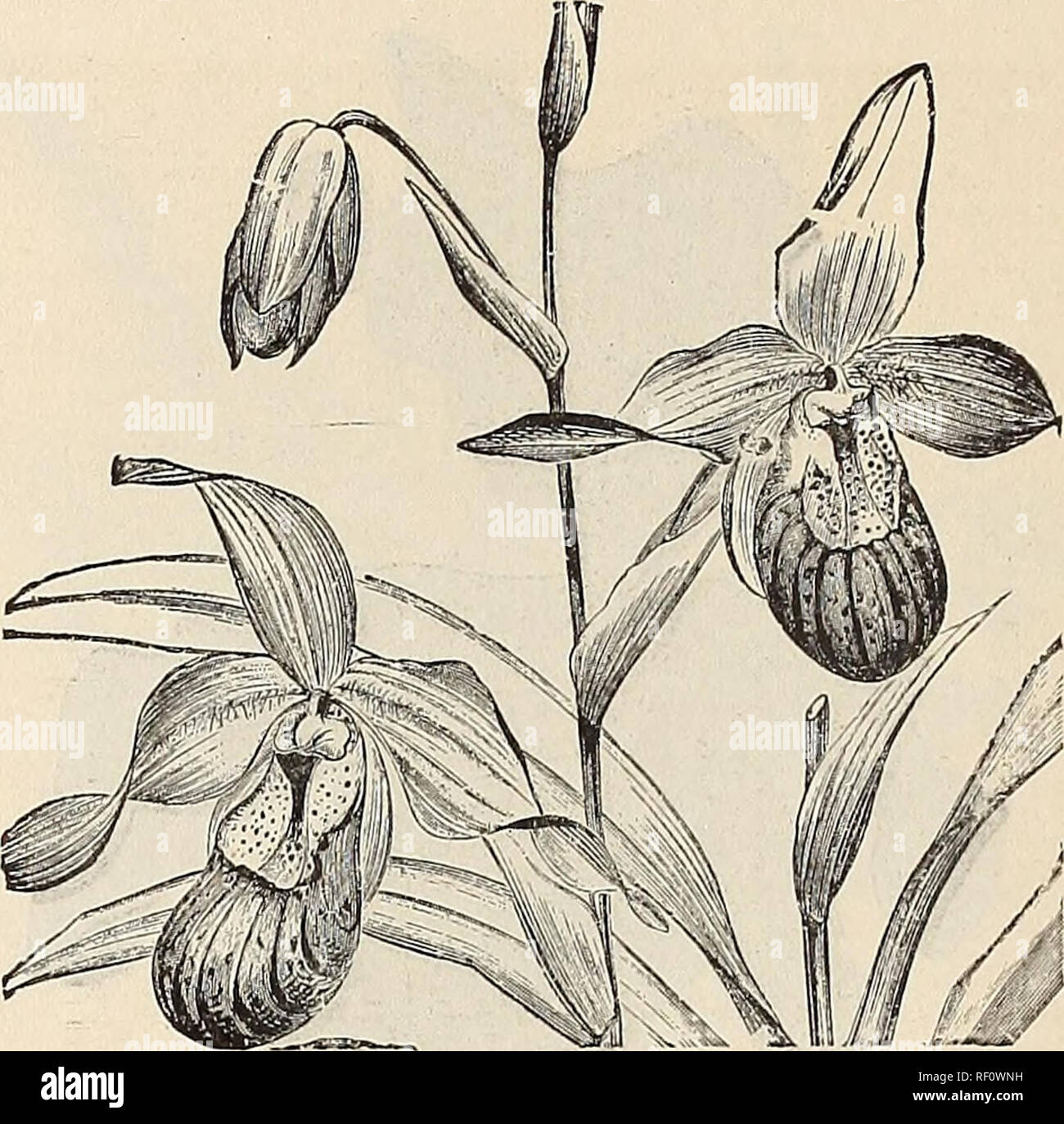 . Catalogue of orchids : orchids, palms and choice hothouse and greenhouse plants. Orchids, Catalogs; Plants, Ornamental, Catalogs; Commercial catalogs, New York (State), Utica. 8 WM. MATHEWS, UTICA, N. V.. CYPRIPEDIUM SEDENI. CYPRIPEDIUM, Continued. C. Dauthieri. C. Dayanum. C. Dominianum. C. rubescens. C. Druryi. C. Euryandrum. C. Godefreyse. C. grande. C. Harrisianum. C. elegans. C. &quot; nigrum. C. Haynaldianum. C. hirsutissimum. C. Hookeri. C. insigne. C. &quot; Chantini. C. &quot; alba marginata. C. &quot; Maulei. C. &quot; Shyletense. C. Io. C. Javanicum. C. &quot; majus. C. Lawrenceia Stock Photo
