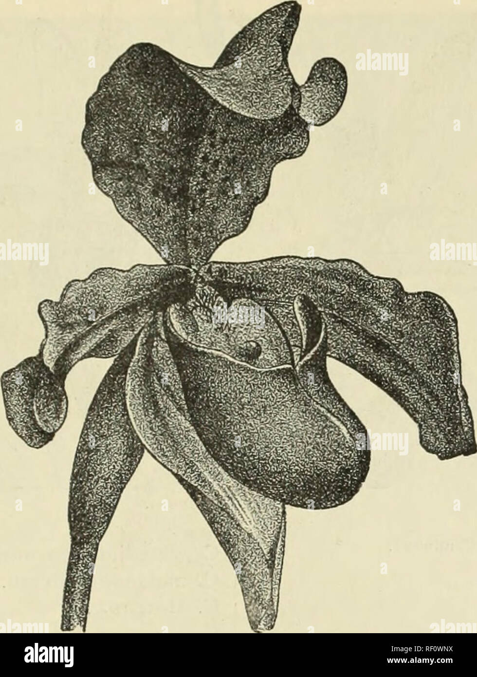. Catalogue of orchids : orchids, palms and choice hothouse and greenhouse plants. Orchids, Catalogs; Plants, Ornamental, Catalogs; Commercial catalogs, New York (State), Utica. CATALOGUE OF ORCHIDS.. C WKIPKMUM 1NS1GKE. CCELOGYNE, Continued. C. cristata. C. Forstermaoni. Colax Jugosus. Nearly related to the Lycastes. Comparetia macroplectrum. Pretty rose-colored flowers. Cymbidium. A well-known genus of excellent habit, with fine evergreen foliage and large flowers in racemes. They require a warm temperature. C. Alcefolium. C. eburneum. C. giganteum. C. Lowianum. C. Mastersi. C. pendulum. Cyp Stock Photo