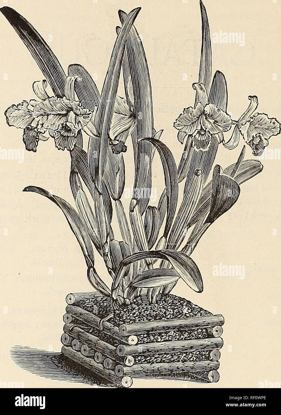 . Catalogue of orchids : orchids, palms and choice hothouse and greenhouse plants. Orchids, Catalogs; Plants, Ornamental, Catalogs; Commercial catalogs, New York (State), Utica. WM. MATHEWS, UT1CA, N. V.. CATTLEYA TRIAN/E. CATTLEYA, Continued. Cattleya Mossiae. C. bicolor. C. &quot; alba. C. Bowringeana. C. Percivaliana. C. Candida. C. Perrini. C. Chocoensis. c. Schroderiae. C. citrina. c. Skinneri. C. crispa. c. speciosissima. C. Dowiana. c. superba. C. eldorado. c. &quot; splendens. C. splendens. c. Trianae. C. Gaskelliana. c. &quot; delicata. C. gigas. c. Wagneri. C. Sanderiana. c. Walkeria Stock Photo