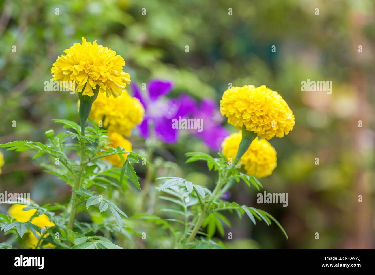 Yellow marigolds are large, beautiful in the garden as a product of agriculture. Stock Photo