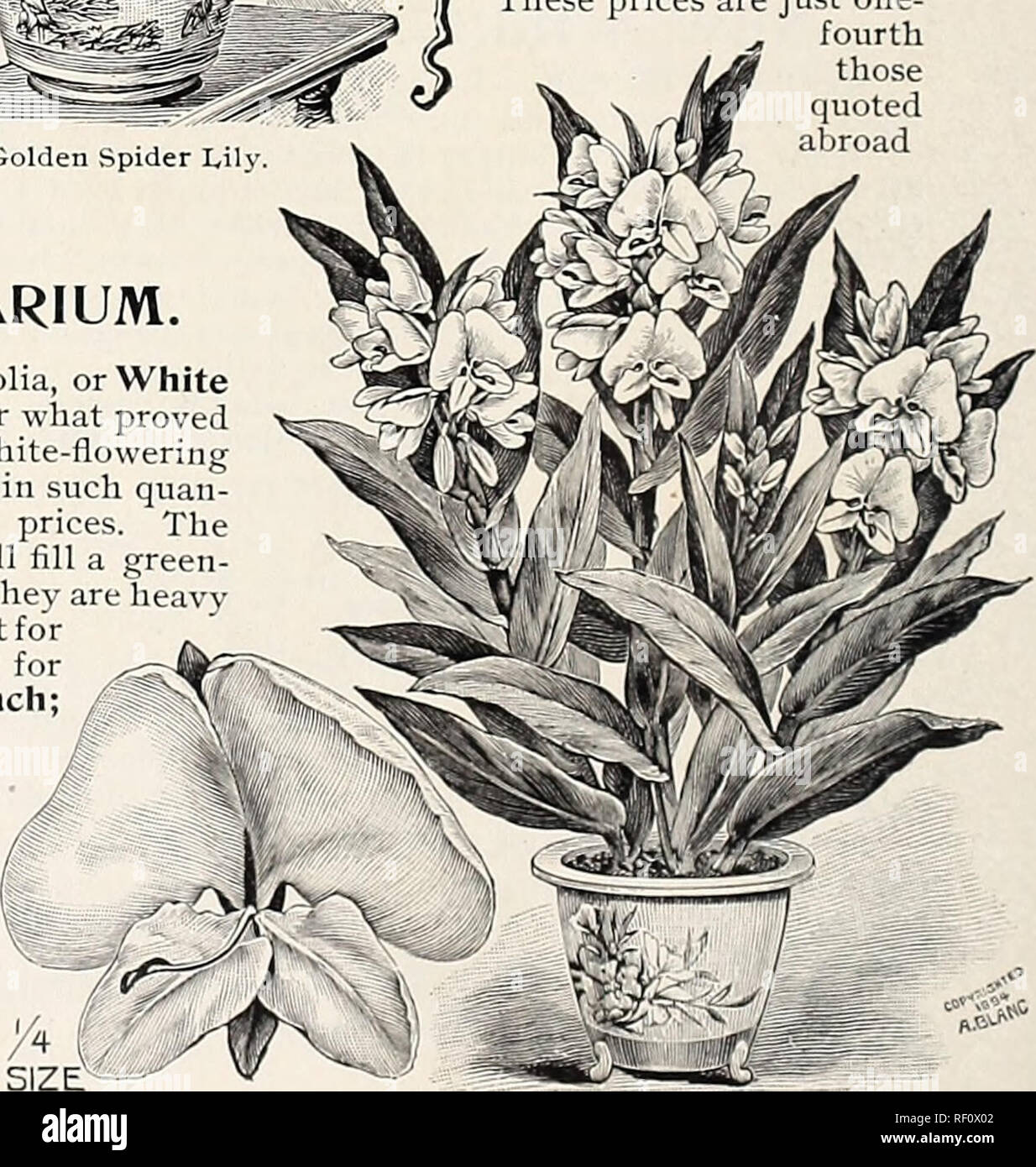 . Catalogue of novelties and specialites : plants bulbs fruits. Nursery stock, Pennsylvania, Philadelphia, Catalogs; Plants, Ornamental, Catalogs; Flowers, Catalogs; Fruit, Catalogs; Nursery stock; Plants, Ornamental; Flowers; Fruit. HEDYCHIUM CORONARIUM. Under the name of Myrosma Cannaefolia, or White Canna, we paid $250 per 100 last year for what proved to be this very fine, sweet-scented, white-flowering tuberous plant. We have propagated it in such quan- tities that we now offer it at popular prices. The flowers are so sweet that a single one will fill a green- house with its fragrance, an Stock Photo