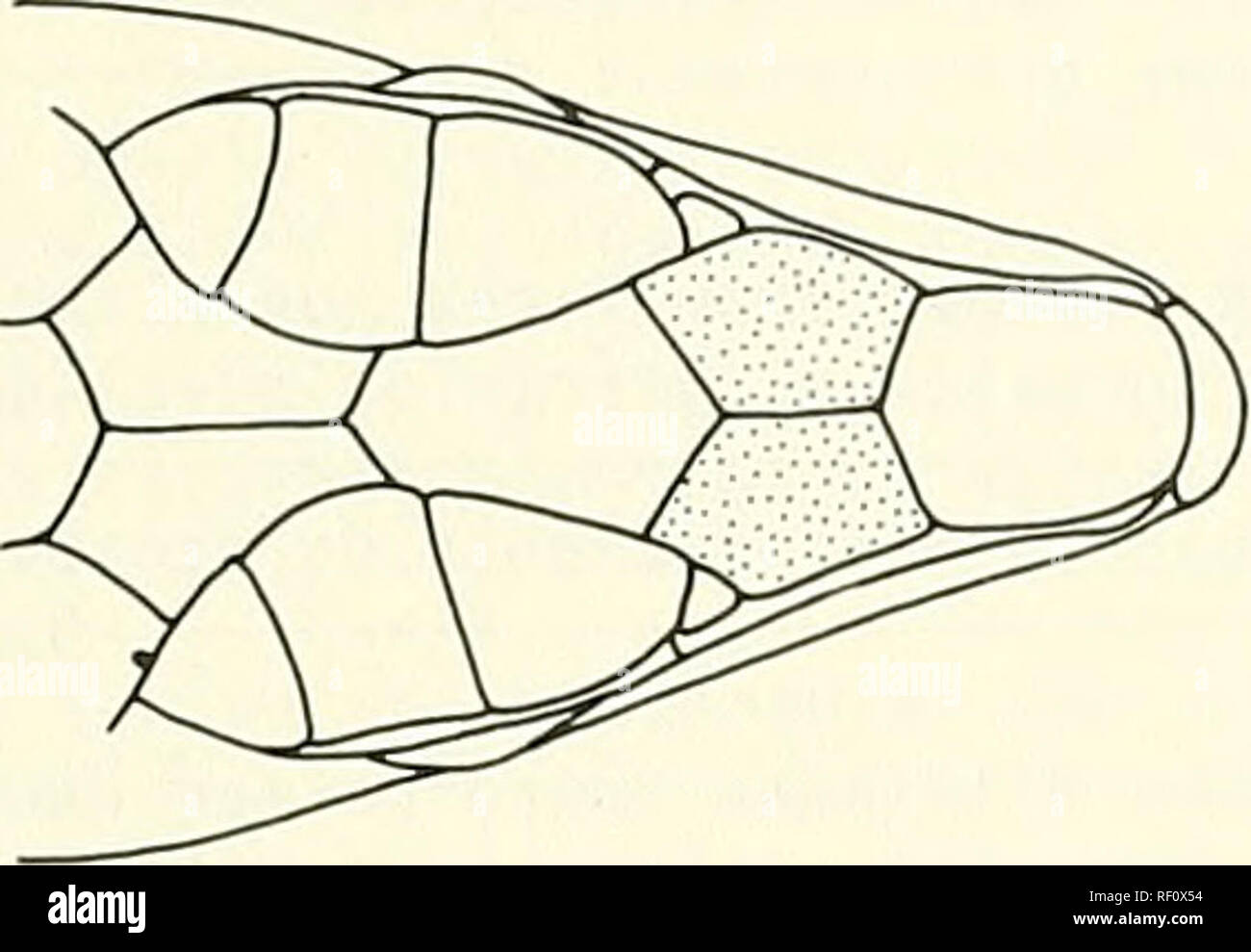 . Catalogue of the neotropical Squamata. Squamata; Reptiles. GENERIC KEY. Please note that these images are extracted from scanned page images that may have been digitally enhanced for readability - coloration and appearance of these illustrations may not perfectly resemble the original work.. Peters, James Arthur, 1922-1972; Orejas-Miranda, Braulio; Donoso-Barros, Roberto. Washington : Smithsonian Institution Press Stock Photo