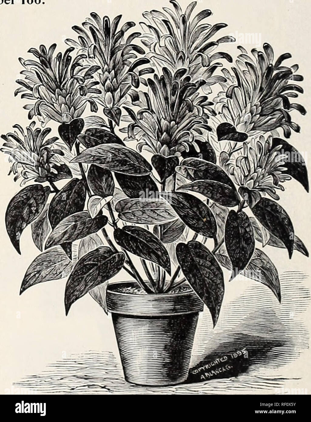 . Catalogue of novelties and specialites : plants bulbs fruits. Nursery stock, Pennsylvania, Philadelphia, Catalogs; Plants, Ornamental, Catalogs; Flowers, Catalogs; Fruit, Catalogs; Nursery stock; Plants, Ornamental; Flowers; Fruit. GYNURA AURANTIACA—THE VELVET PLANT. A Rival to the Strobilanthes—Far more beautiful in Color. As Strobilanthes proved one of the very finest bedding and ornamental plants made popidar by us—a sale of over 5,coo last season fully attesting this—so will this, a still handsomer plant, take a place, not only in every choice garden, but also among the rarest and most b Stock Photo