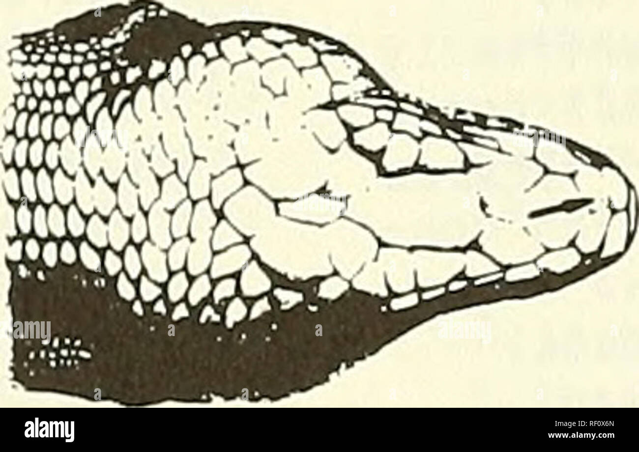 . Catalogue of the neotropical Squamata. Squamata; Reptiles. KEY TO THE GENERA OF LIZARDS AND AMPHISBAENlANS^ 1, At least one pair of limbs present, although may be very reduced 2 No trace of limbs externally 5 2. Venter covered either with large, squarish, juxtaposed, plate-like scales or with large, smooth, imbricate, cycloid scales 3 Venter covered either with numerous small, rounded or pointed, imbricate or subimbricate scales, either smooth or keeled, or with very small, granular scales 8 g. Large number of scales on dorsum of head, most either knobby or granular in appearance , 4 Scales  Stock Photo
